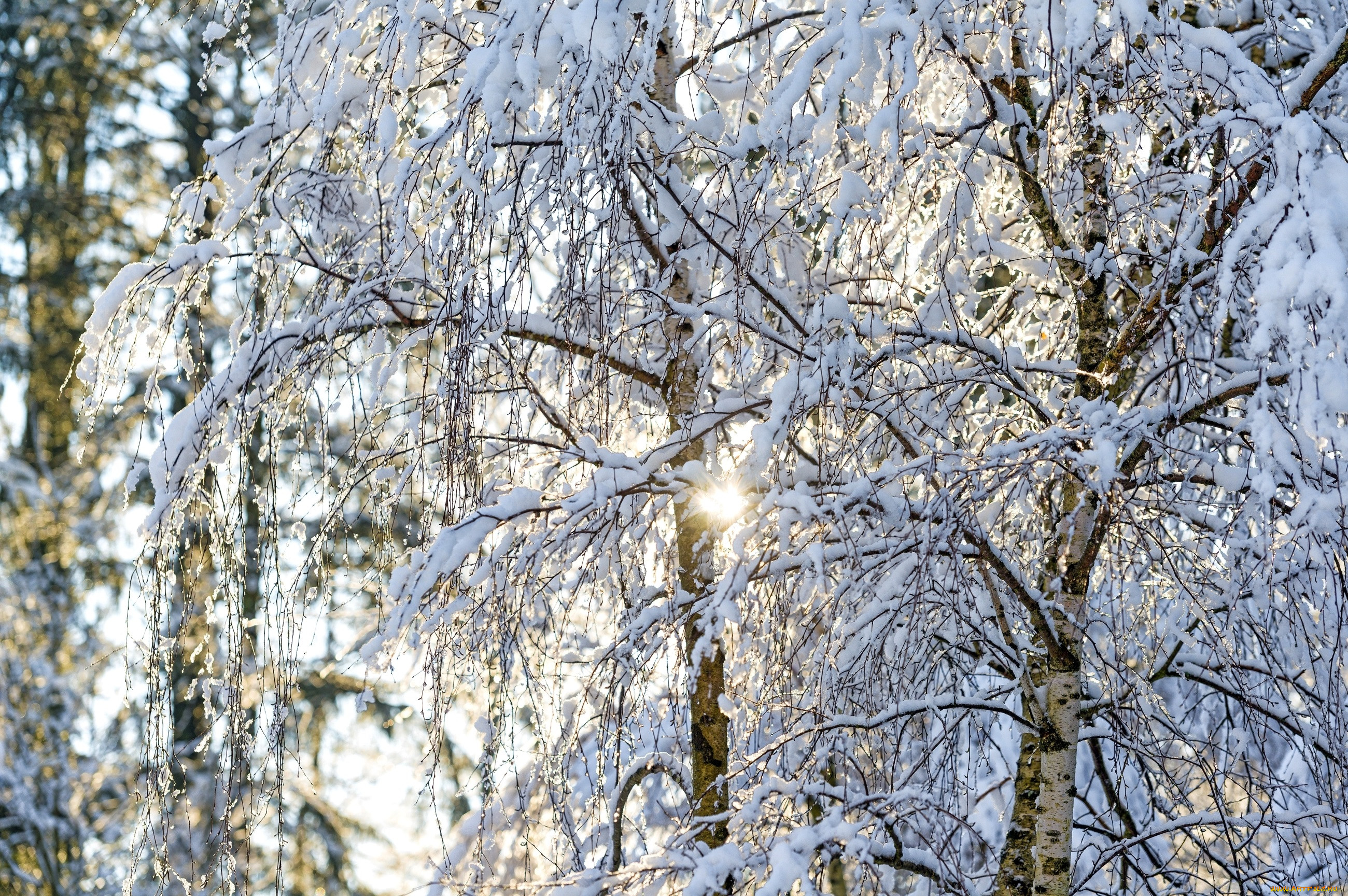 Береза зима